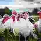 iconbg2