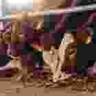 iconbg3