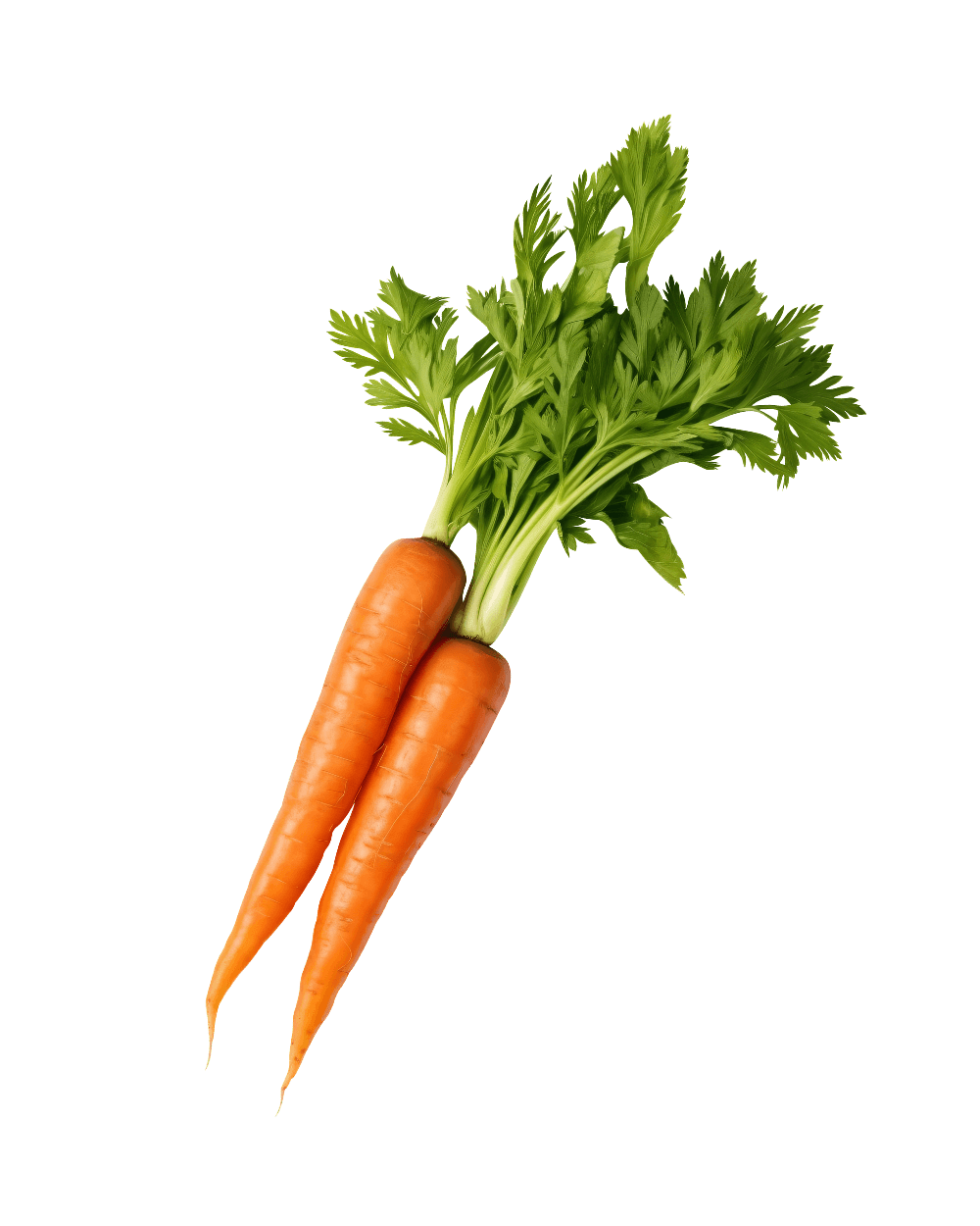 Fresh Organic Carrots